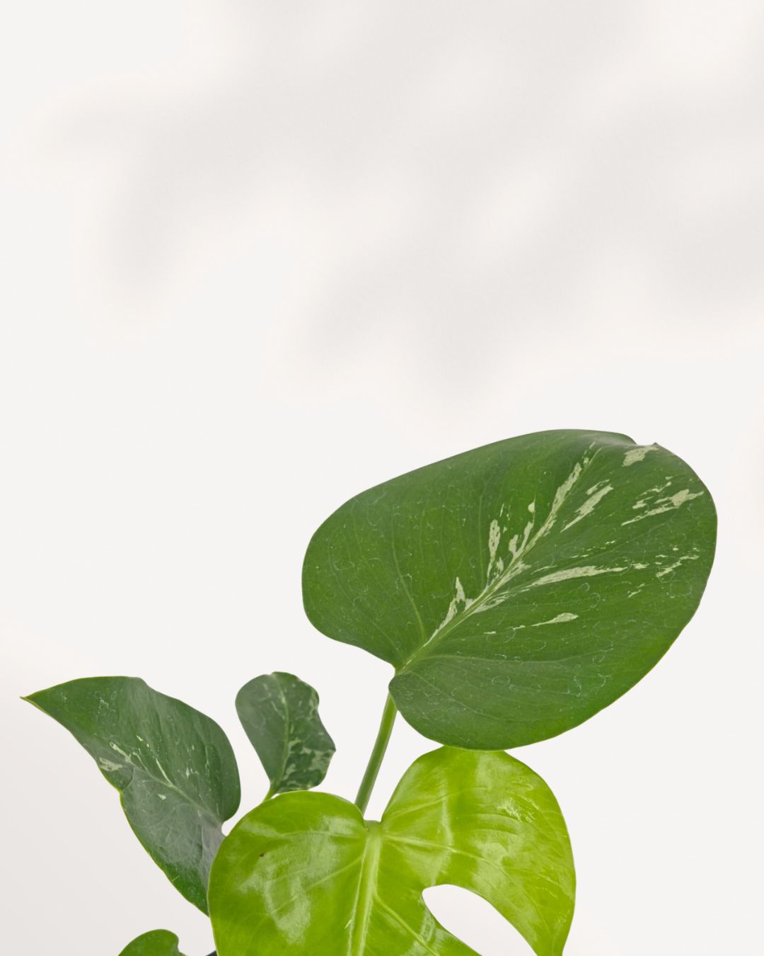 Close-up of Monstera Bulbasaur leaves showing natural splits and deep green glossy texture, a rare and collectible indoor plant for any living space