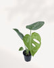 Front top view of a Monstera Bulbasaur showing its full leafy canopy, a compact and easy care tropical houseplant for Canadian homes and offices