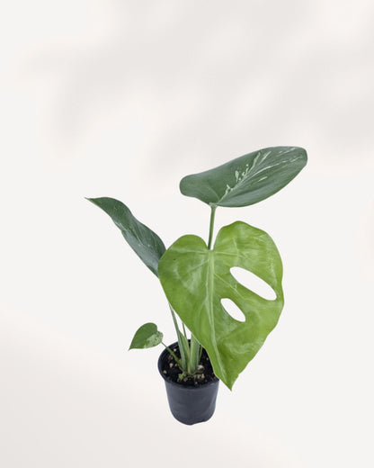 Front top view of a Monstera Bulbasaur showing its full leafy canopy, a compact and easy care tropical houseplant for Canadian homes and offices