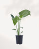 Monstera Bulbasaur indoor plant in a nursery pot with compact dark green leaves and natural fenestrations, available for plant delivery across Canada