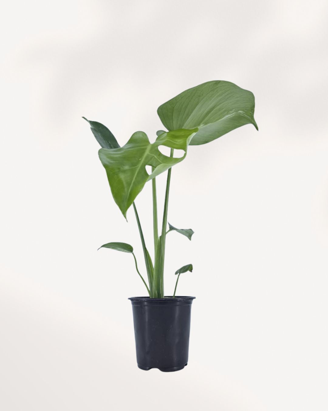 Monstera Bulbasaur indoor plant in a nursery pot with compact dark green leaves and natural fenestrations, available for plant delivery across Canada