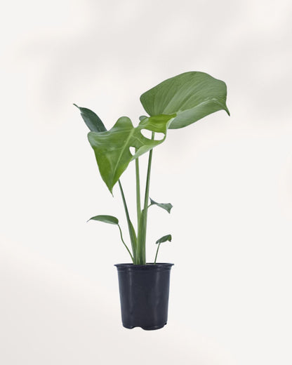 Monstera Bulbasaur indoor plant in a nursery pot with compact dark green leaves and natural fenestrations, available for plant delivery across Canada