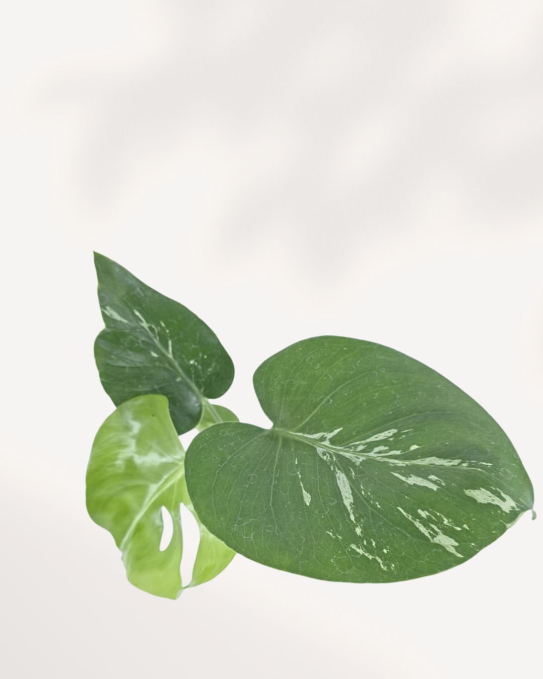 Top view of a Monstera Bulbasaur showing its full leaf spread, shop rare Monstera varieties online with plant delivery across Canada