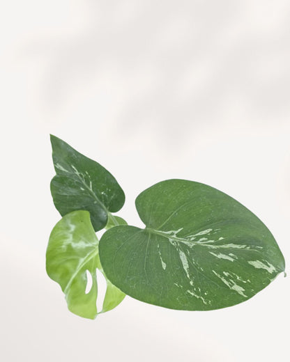 Top view of a Monstera Bulbasaur showing its full leaf spread, shop rare Monstera varieties online with plant delivery across Canada