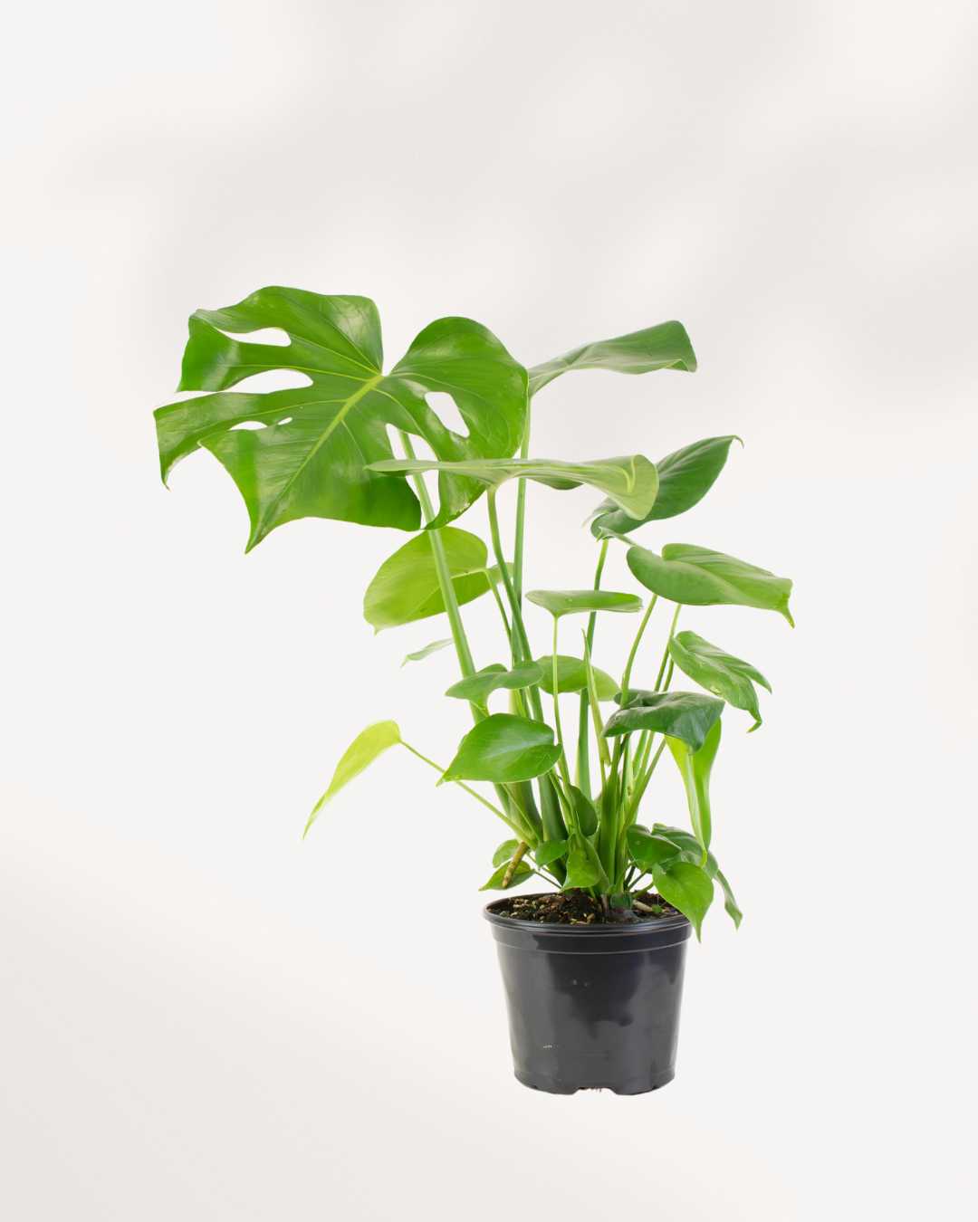 monstera deliciosa buy online canada Buy Philodendron Monstera Deliciosa | MyGreenscape | Mygreenscape