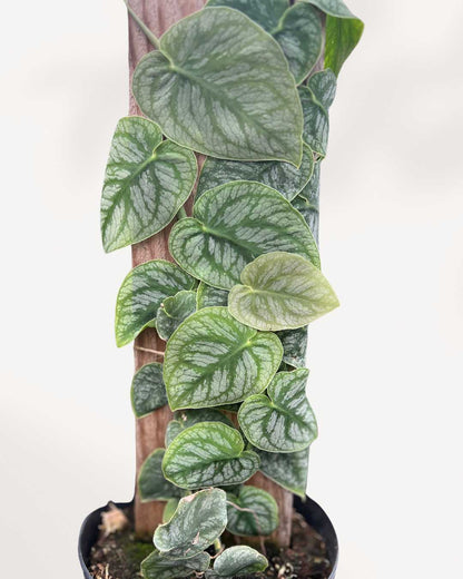 Monstera Dubia | Buy Online