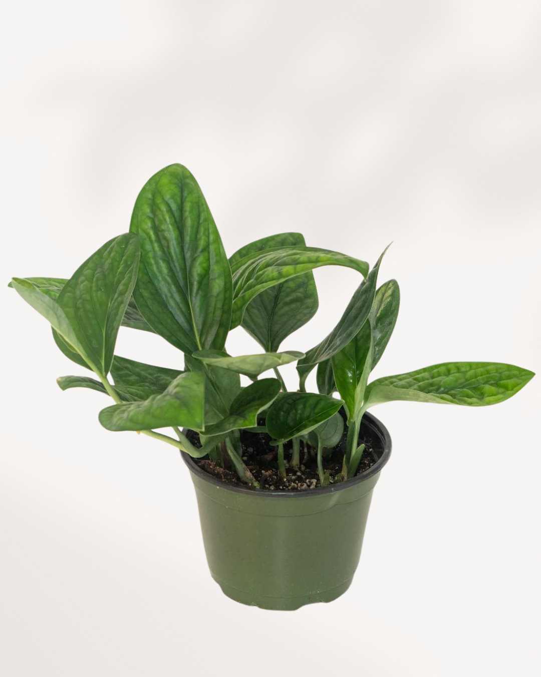 Monstera Peru | Buy Online