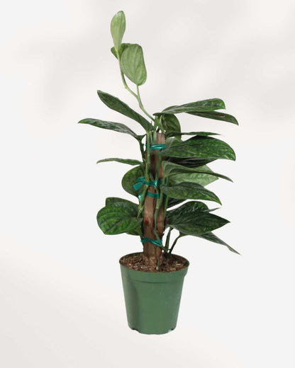 Monstera Peru Totem | Buy Online