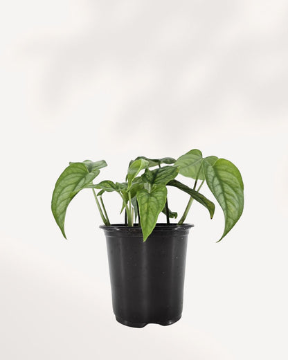 Monstera Siltepecana small front view, perfect indoor tropical houseplant, buy online