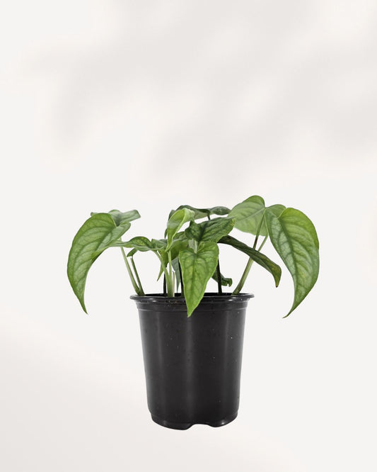 Monstera Siltepecana small front view, perfect indoor tropical houseplant, buy online