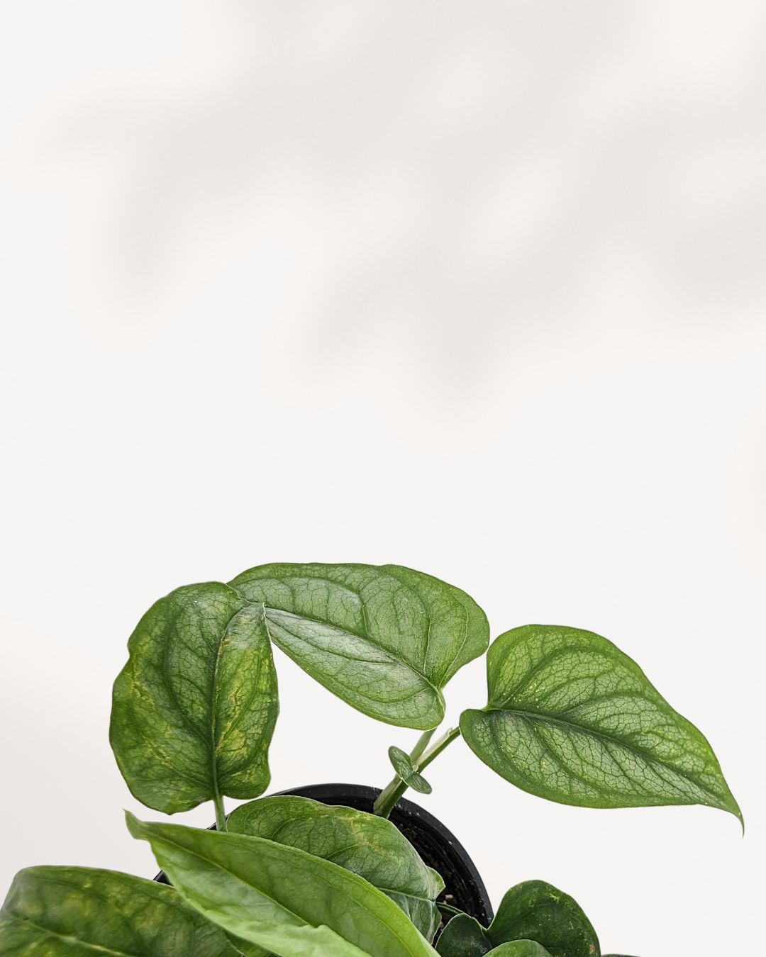 Monstera Siltepecana front closeup, vibrant tropical leaves, ideal houseplant, buy now