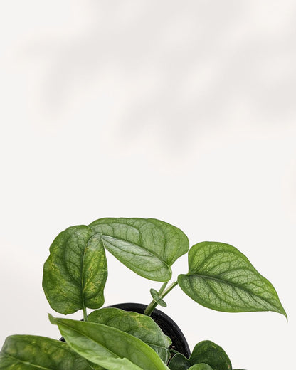 Monstera Siltepecana front closeup, vibrant tropical leaves, ideal houseplant, buy now