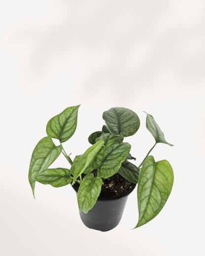 Monstera Siltepecana front top side view, compact indoor plant, easy care, shop online