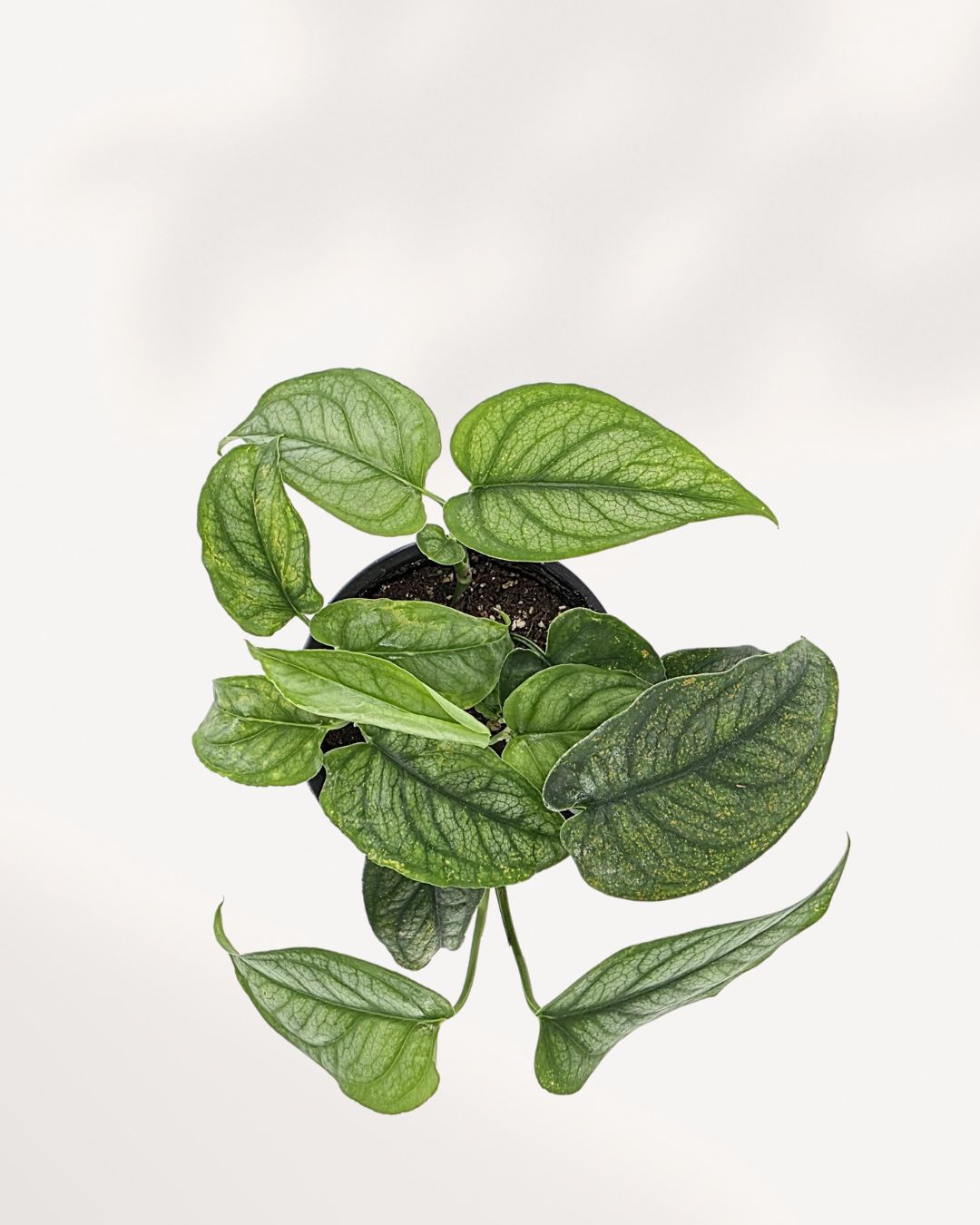 Monstera Siltepecana top view, tropical foliage plant for home decor, purchase online