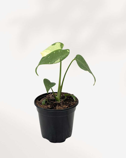 Monstera Thai Constellation | Buy Online