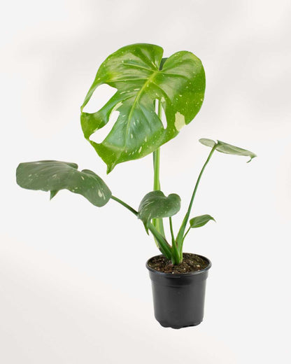 Monstera Thai Constellation | Buy Plants Online - Houseplant Delivery & Care