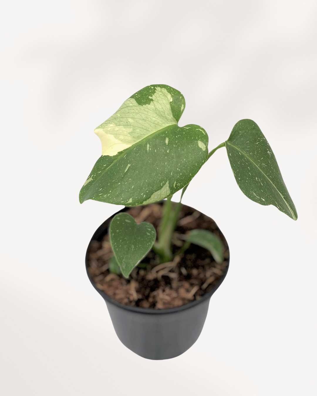 Monstera Thai Constellation | Buy Online