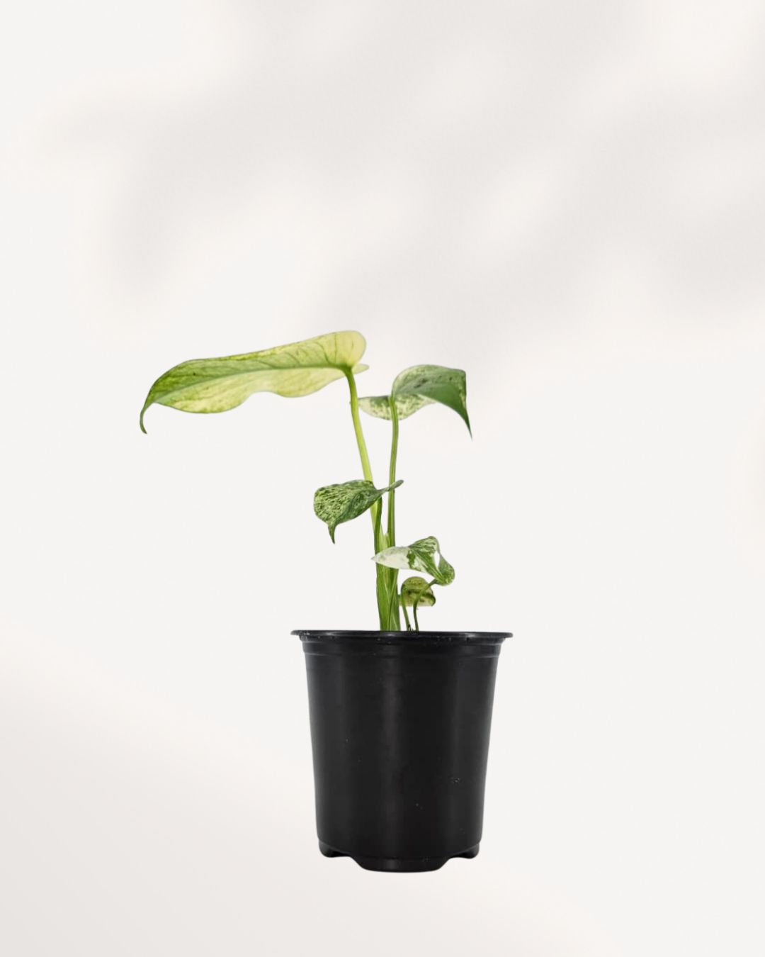 Front view of a mature Monstera 'White Monster' plant, showcasing large, fenestrated (split) deep green leaves with bold, striking patches of pure white, growing upward on a moss pole.