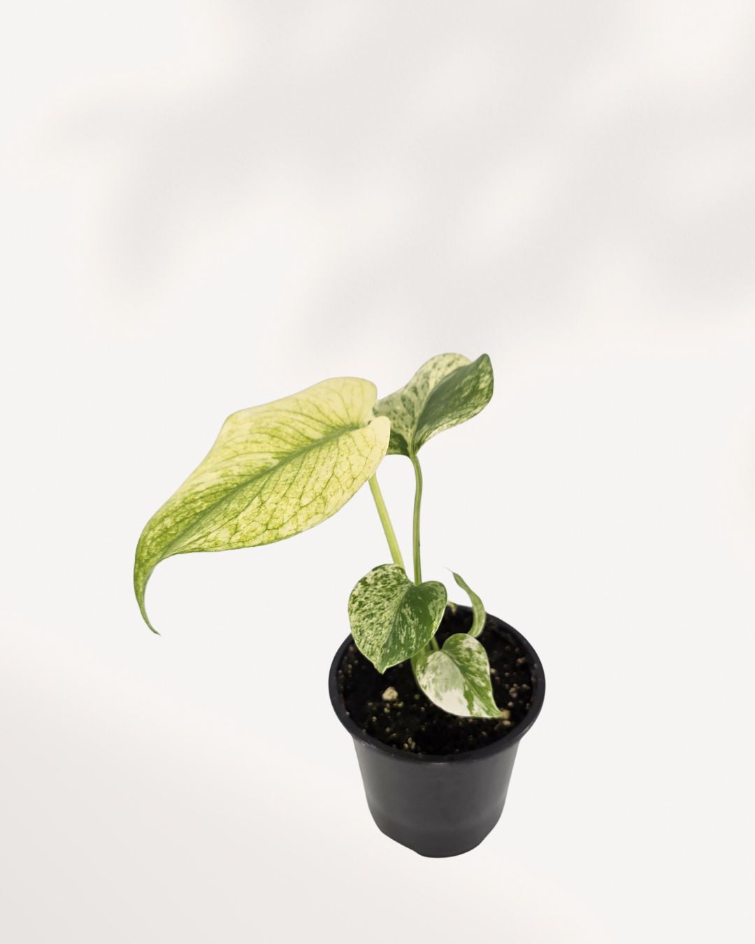 Overhead (top-down) view of the Monstera 'White Monster' plant, emphasizing the sprawling, climbing growth habit and the dramatic mosaic pattern of the white and green variegation on the leaf surface.