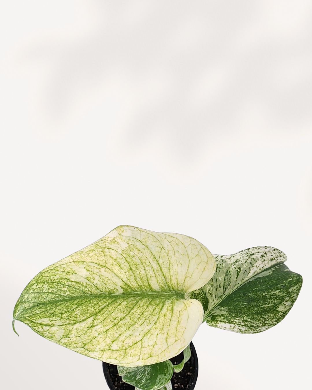 Extreme close-up on a single leaf of the Monstera 'White Monster', highlighting the high-contrast variegation with large sections of white next to the green, and the delicate texture of the mature fenestrations.