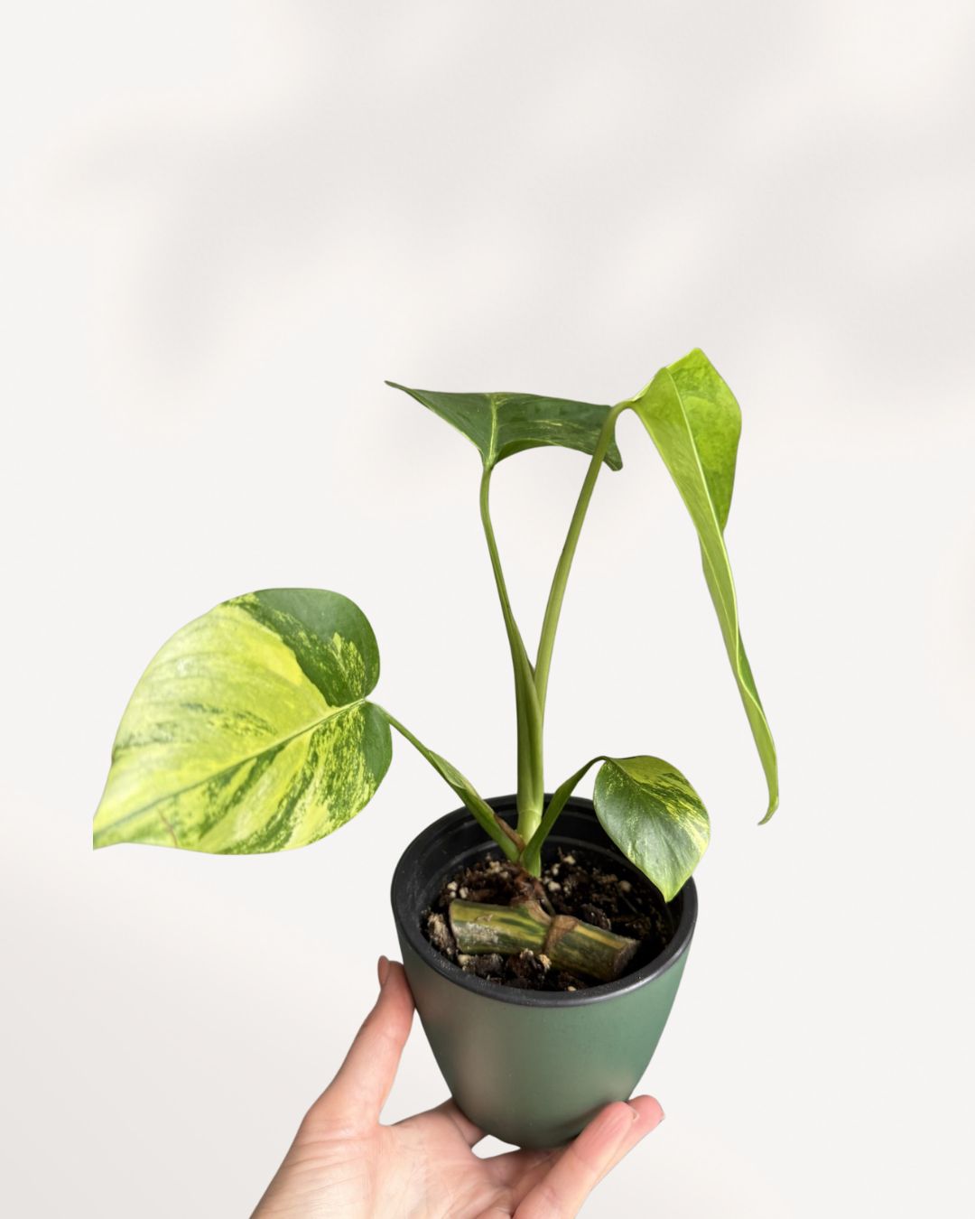 Front view of a mature Monstera 'Yellow Marilyn' plant, showcasing large, fenestrated (split) deep green leaves with prominent, dynamic splashes and sectors of bright yellow variegation, growing upright on a support.
