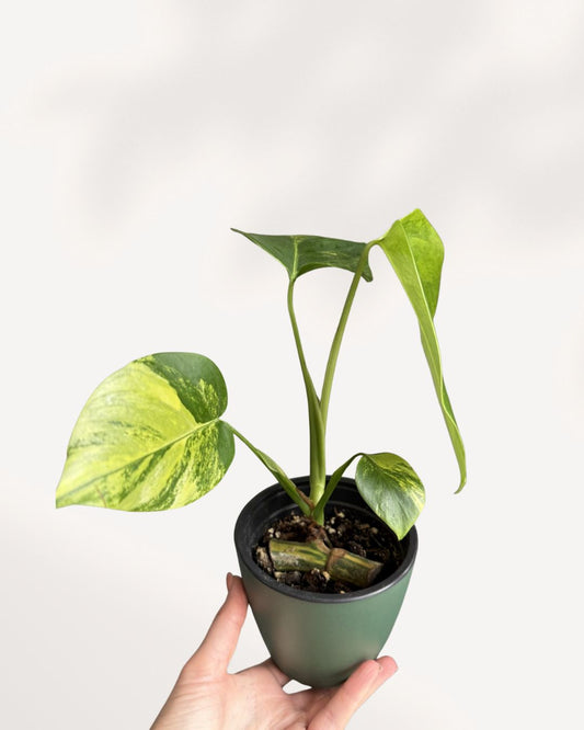 Front view of a mature Monstera 'Yellow Marilyn' plant, showcasing large, fenestrated (split) deep green leaves with prominent, dynamic splashes and sectors of bright yellow variegation, growing upright on a support.