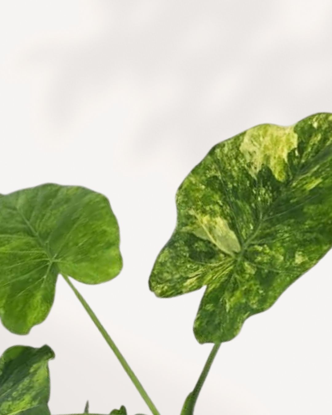 Extreme close-up on a single leaf of the Monstera 'Yellow Marilyn', highlighting the striking contrast between the deep green leaf tissue and the vibrant, buttery-yellow sectors of variegation, emphasizing the texture and fenestration.