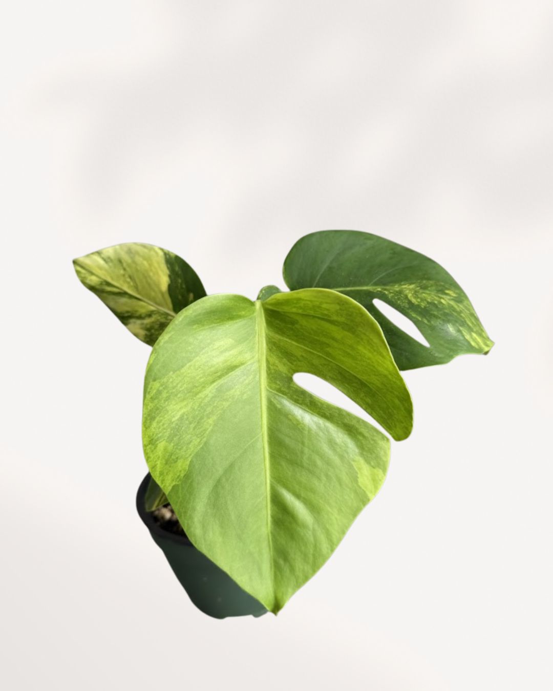 Front view of a mature Monstera 'Yellow Marilyn' plant, showcasing large, fenestrated (split) deep green leaves with prominent, dynamic splashes and sectors of bright yellow variegation.