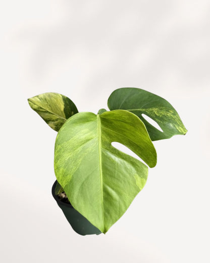 Front view of a mature Monstera 'Yellow Marilyn' plant, showcasing large, fenestrated (split) deep green leaves with prominent, dynamic splashes and sectors of bright yellow variegation.