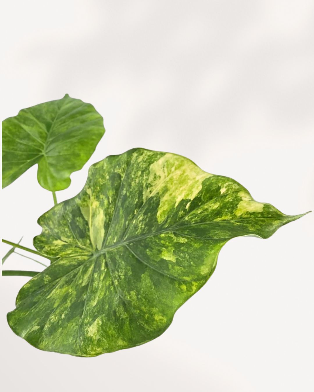 Extreme close-up on a single leaf of the Monstera 'Yellow Marilyn', highlighting the striking contrast between the deep green leaf tissue and the vibrant, buttery-yellow sectors of variegation, emphasizing the texture and fenestration.