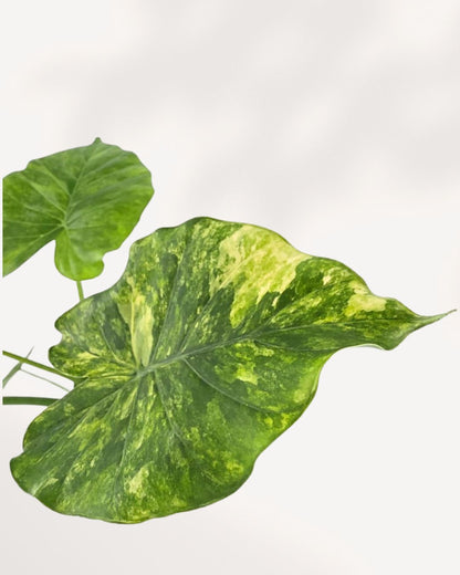 Extreme close-up on a single leaf of the Monstera 'Yellow Marilyn', highlighting the striking contrast between the deep green leaf tissue and the vibrant, buttery-yellow sectors of variegation, emphasizing the texture and fenestration.