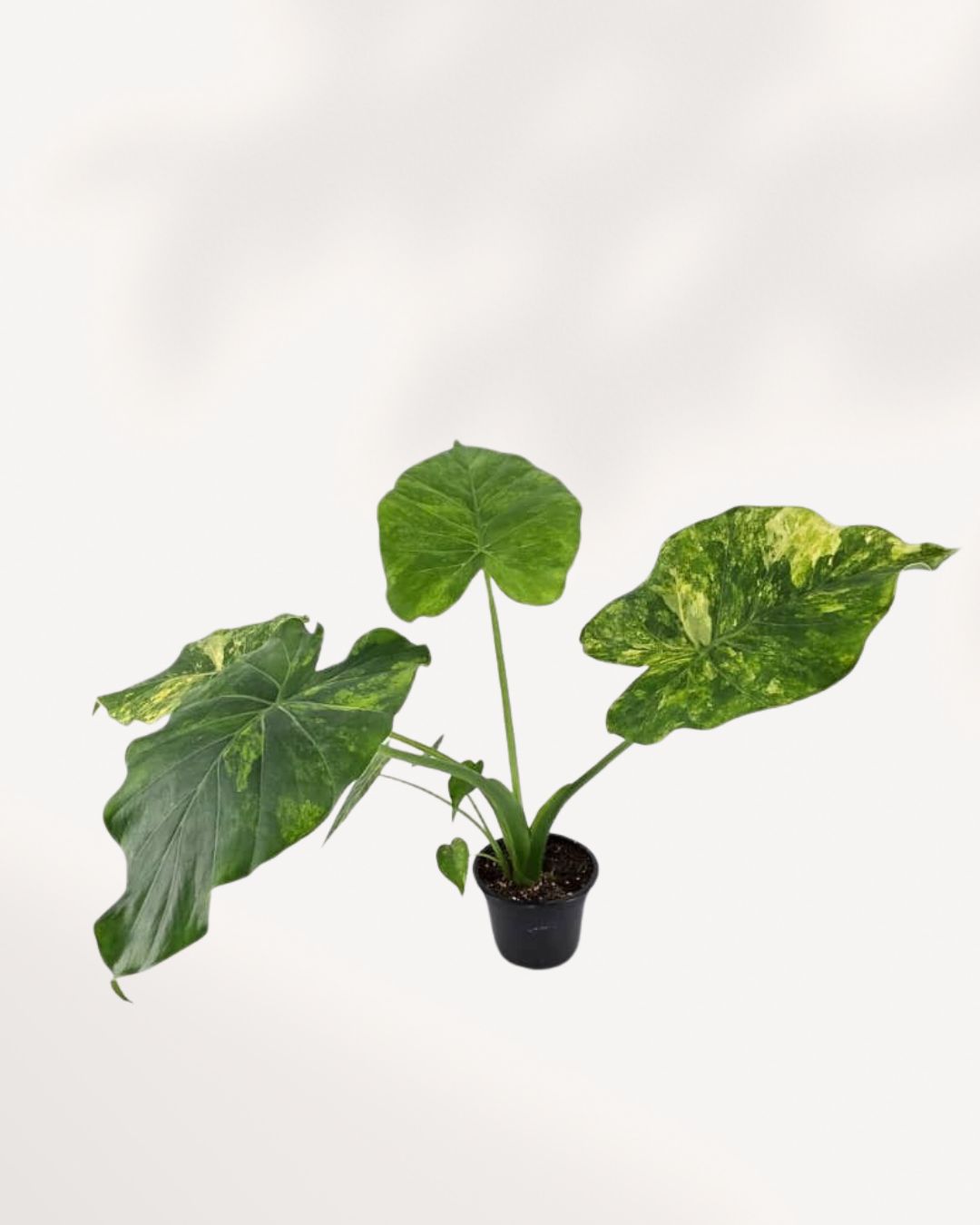 Overhead (top-down) view of the Monstera 'Yellow Marilyn' plant, emphasizing its sprawling leaf canopy and the radiant mosaic pattern created by the yellow and green color blocks across the foliage.