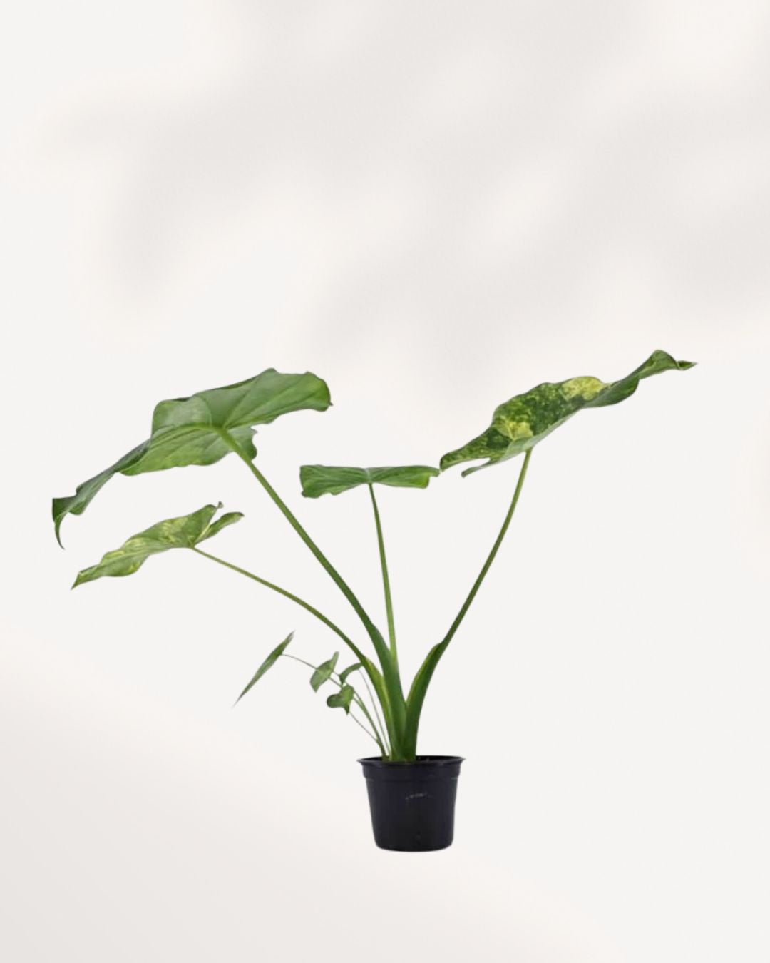 Front view of a mature Monstera 'Yellow Marilyn' plant, showcasing large, fenestrated (split) deep green leaves with prominent, dynamic splashes and sectors of bright yellow variegation, growing upright on a support.