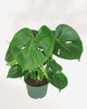 Monstera Deliciosa - Swiss Cheese Plant Deliciosa 5" Pot - Medium