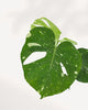 Monstera Thai Constellation for sale online – rare variegated plant with creamy white marbled leaves. Perfect statement plant to transform any space, shop now.