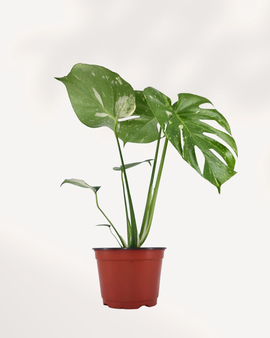 Monstera Thai Constellation for sale online – rare variegated plant with creamy white marbled leaves. Perfect statement plant to transform any space, shop now.