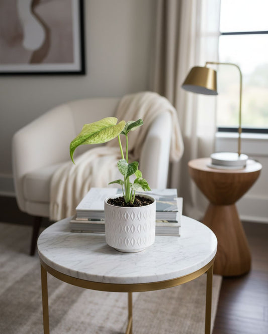 Front view of a mature Monstera 'White Monster' plant, showcasing large, fenestrated (split) deep green leaves with bold, striking patches of pure white, growing upward on a moss pole.