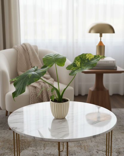 Monstera 'Yellow Marilyn' displayed as a stunning floor plant in a bright, contemporary living room. Its large, colorful yellow and green variegated leaves provide a warm, tropical accent next to a reading chair.
