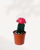 Moon Cactus 2.5" Pot - XSmall Red