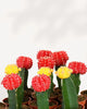 Moon Cactus