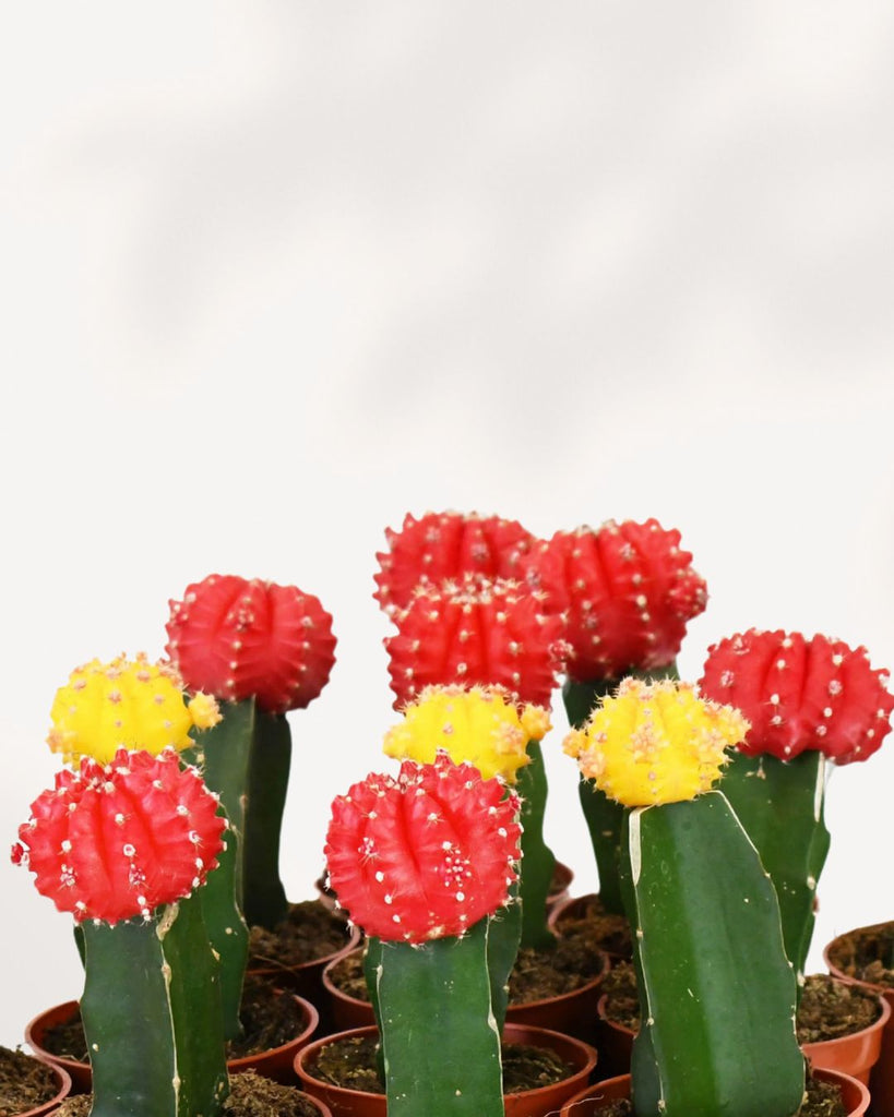 Moon Cactus