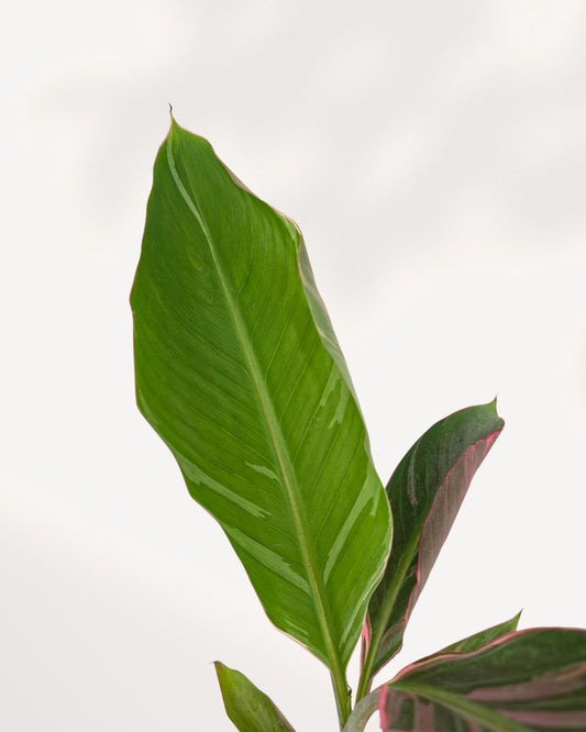 Front top view of Musa Florida Variegated Pink showcasing striking variegated leaves and healthy upright growth, perfect statement houseplant for modern home decor with Canada wide delivery.