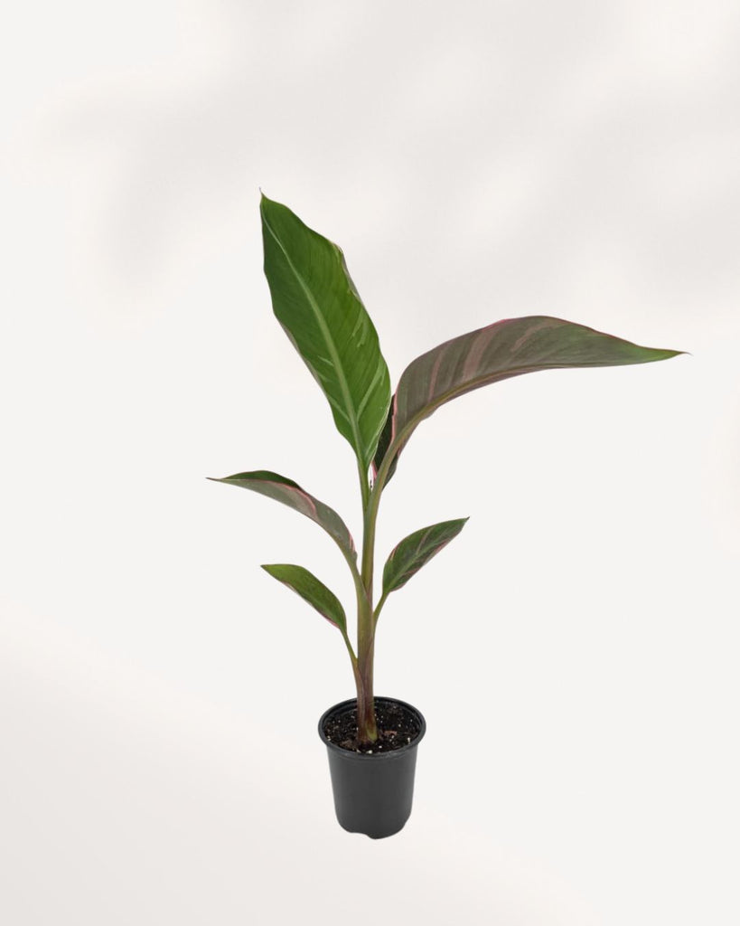 Front top view of Musa Florida Variegated Pink showcasing striking variegated leaves and healthy upright growth, perfect statement houseplant for modern home decor with Canada wide delivery.