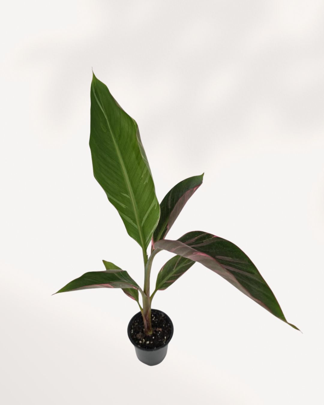 Top View of Musa Florida Variegated Pink highlighting beautiful pink variegation and lush tropical foliage, rare indoor banana plant available for Richmond Hill pickup or delivery across Canada.