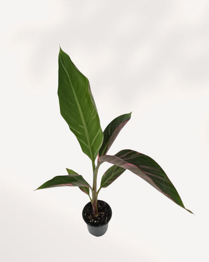 Top View of Musa Florida Variegated Pink highlighting beautiful pink variegation and lush tropical foliage, rare indoor banana plant available for Richmond Hill pickup or delivery across Canada.