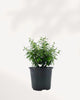 Myrtle Topiary Starter Bush – Compact evergreen, fragrant, pet-friendly, perfect for home or garden décor.