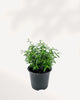 Myrtle Topiary Starter Bush Elegant evergreen topiary, pet-friendly, fragrant, perfect for tabletops, entryways, garden