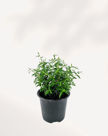 Myrtle Topiary Starter Bush Elegant evergreen topiary, pet-friendly, fragrant, perfect for tabletops, entryways, garden