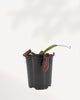 Nepenthes Diana Pitcher Plant