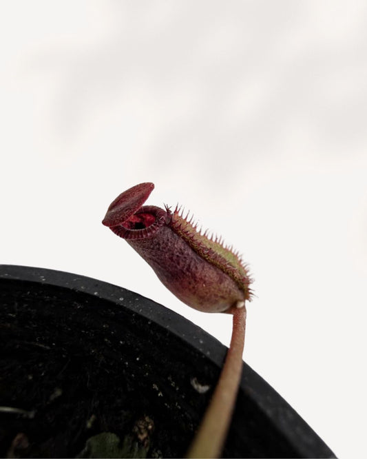 Nepenthes Diana Pitcher Plant